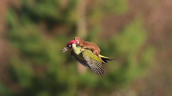 4. Как ловко эта ласка оседлала птицу!