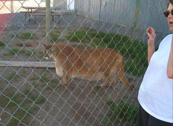 15. Пума с лишним весом выглядит примерно так: