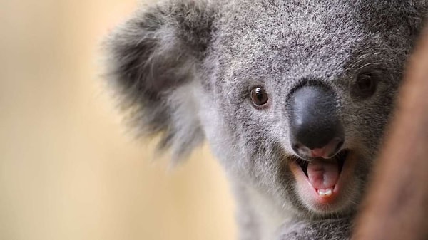 3. Что такое зооноз?