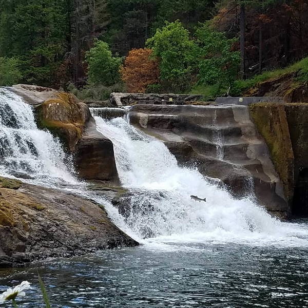 30. Рыба плывет против течения