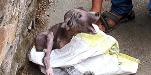 Ölmek Üzereyken Bulunan Köpek Yavrusunun İyi İnsanların Elinde Yaşadığı Değişime İnanamayacaksınız!