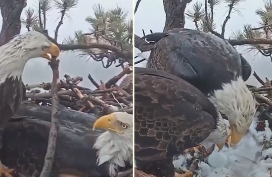 Erkek Kartal Yuvaya Çekidüzen Verirken Dişi Kartalın da Yumurta Bıraktığı Efsane Görüntüler