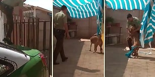 Brandaya Dolandıktan Sonra Çaresiz Kalan Köpek, Kendisini Kurtaran Polise Sarılarak Teşekkür Etti!