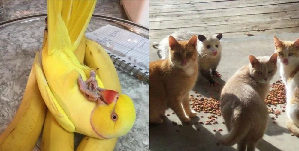 Фото, на которых явно что-то не так. Сможете без труда определить, что именно?