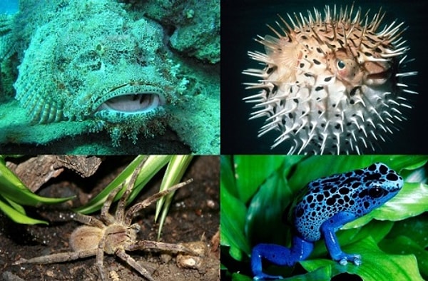 2. Представители какого отряда обладают самым сильным ядом?