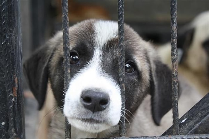 Prison Break Bodrum: Hayvan Barınağını Basan Kadın 100 Köpeği Serbest Bıraktı