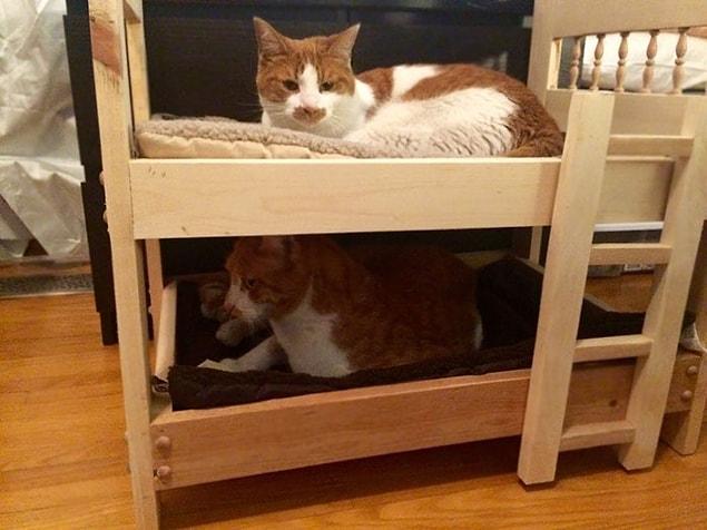 3. "My dad, who hates cats, built bunkbeds for my boys"