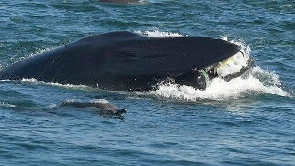 O anda kıyıya 40 kilometre uzaklıkta olan Rainer, balinanın ağzında farklı bir şeylerin olduğunu anlayıp tükürmesi üzerine hayatta kaldı.