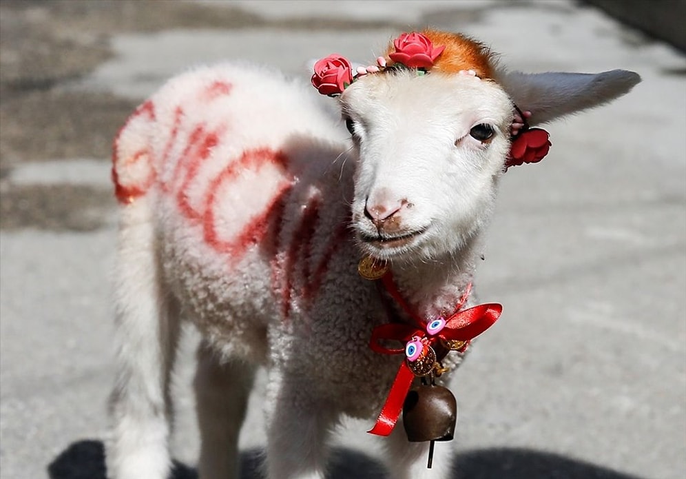 Ercan ve Gülcan İsmini Verdiği İkiz Kuzulara Bebeği Gibi Bakan Güzel İnsan!