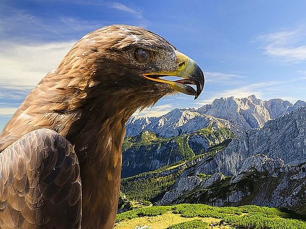 У вас орлиное зрение!