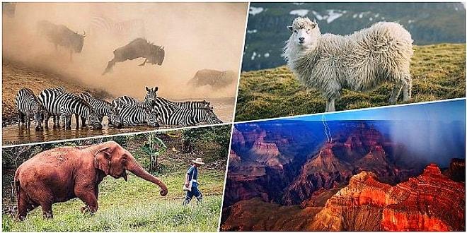 Her Biri Ayrı Büyüleyici! National Geographic'in Instagram Üzerinden Yaptığı Fotoğraf Yarışmasının Kazananları Belli Oldu