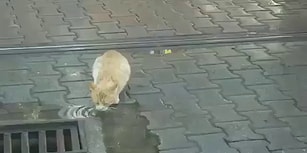 Rayın Üstünde Su İçen Kedi İçin Tramvayı Durduran Güzel İnsan!