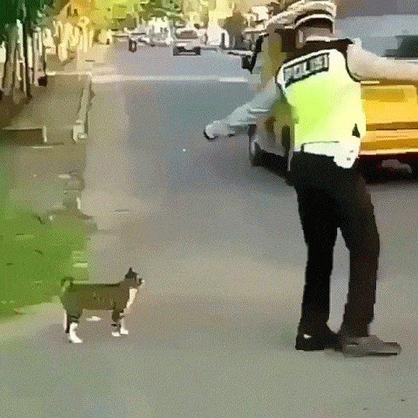 12. Kedilerin güvenlice karşıdan karşıya geçmesine yardım eden bir trafik polisi!