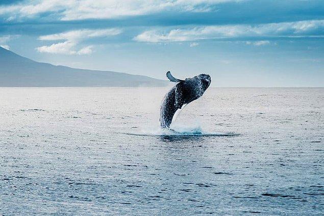 5. Pasifik okyanusunda son derece yalnızlık çeken bir balina var ve diğerlerinin duyamayacağı kadar yüksek frekansta şarkı söylüyor.