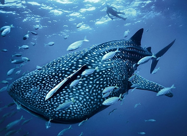 8. Какой орган отсутствует у хрящевых рыб?