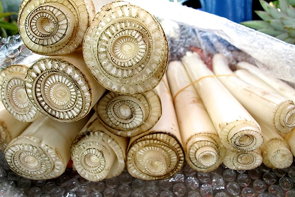 2. Стволы банановых деревьев