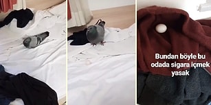 Dünyanın En Güzel Story Serisi Olabilir: Odaya Giren Güvercin Yumurta Bıraktı