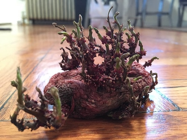 10. "Как думаете, что это? Это картофель, который я нашел под столом, и который удивительно пустил ростки"