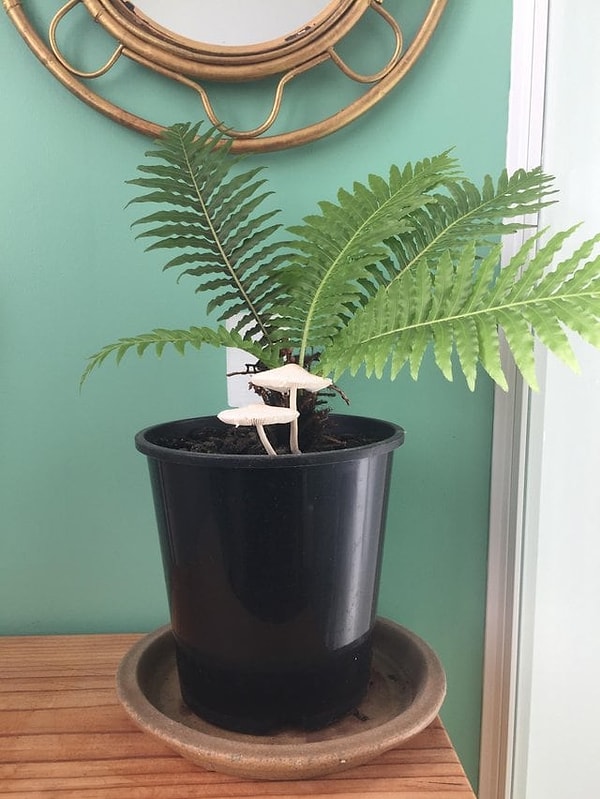 13. "У моих цветов завелись соседи"