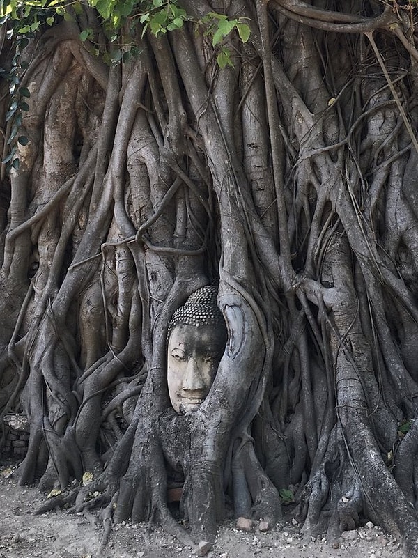 16. Будда в объятиях дерева