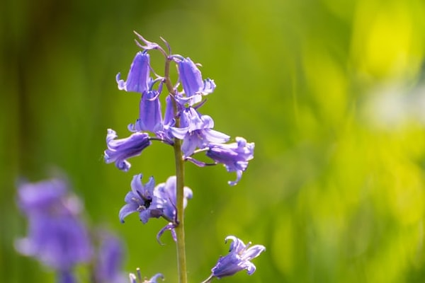 8. А колокольчик?