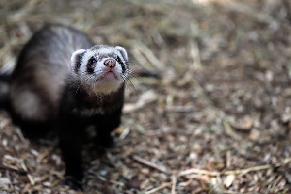 12. Хорьки женского пола, которые не могут найти пару, умирают.