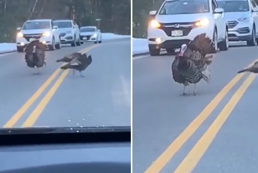 Sürüyü Yolun Karşısına Geçirmek İçin Trafiği Durduran Hindi