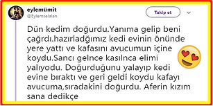 Kedisinin Doğum Anını ve Sonrasında Yaşananları Twitter'da Paylaşarak Yüreklerimizi Eriten Kullanıcı ve Ardından Gelen Tepkiler