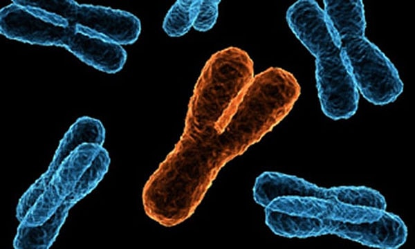 4. Сколько хромосом у человека?