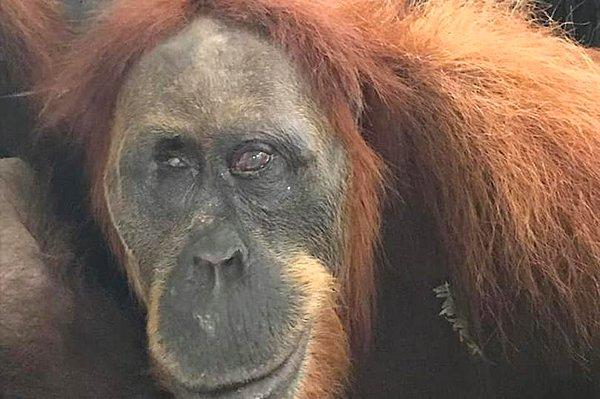 Kurtarma görevlileri 30 yaşındaki orangutanı Endonezya'da bulduklarında vücudunda 74 tane mermi vardı.
