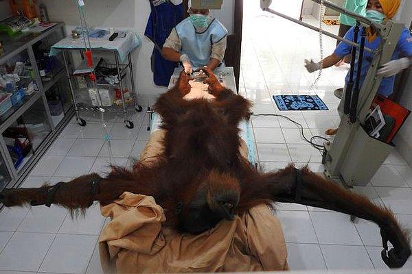 Anne orangutanın geçirdiği ciddi ve uzun süren bir operasyonun ardından vücudundaki mermiler çıkartıldı.