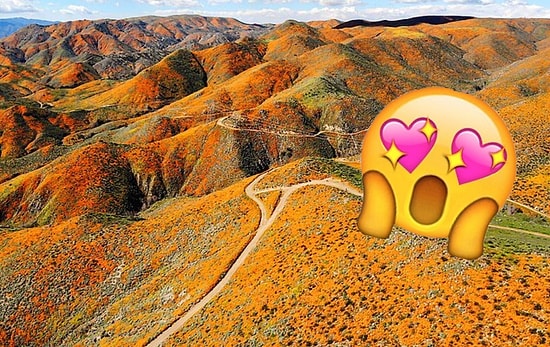 В Калифорнии суперблум: 20+ фото, запечатливших уникальное чудо природы