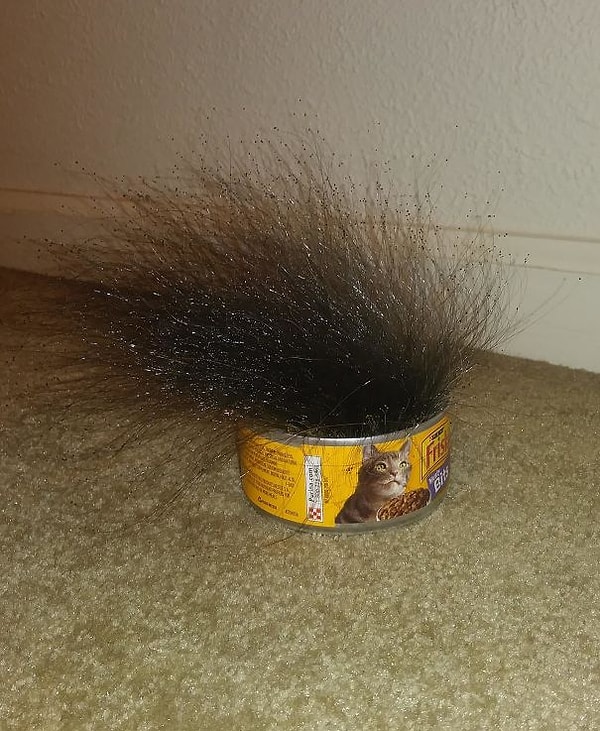 27. Странная плесень, растущая из кошачьего корма