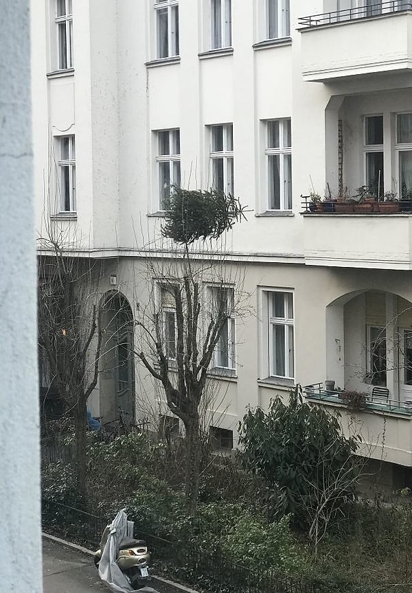 12. Отличная попытка избавиться от елки