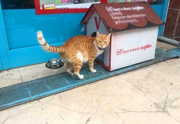 Fenomen kedi market çalışanları tarafından sahiplenildi. Marketin önüne bir kedi evi koyan market çalışanları kediyi Veteriner Hekime götürüp kontrollerini yaptırdı. Kediye kimlik çıkaran market çalışanları adını “bıcır" koydu.