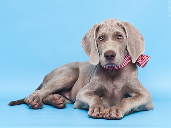 2. Какой породы эта собачка?