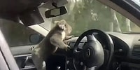 Aşırı Sıcaklardan Kaçıp Klimalı Arabaya Sığınan Koala