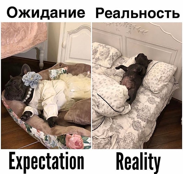 11. Потратил 5 часов на выбор самой лучшей кроватки для своей собаки, потратил кучу денег, ждал доставки 2 месяца, получил и...