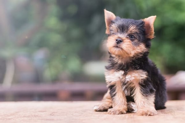 5. А это кто такой?