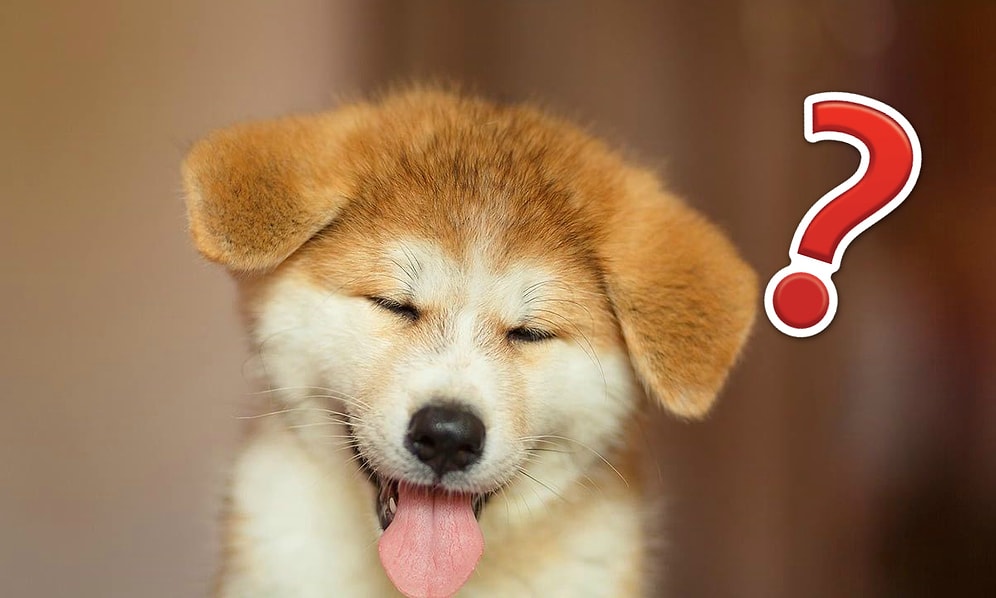 Тест: Если знаете, какой породы все эти щенки, то вы владеете чуточку большей информацией, чем среднестатистический человек