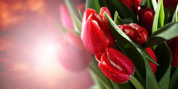 Красные тюльпаны