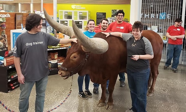 3. Если вас смутили порода и внешний вид животного, то поясним, что ватусси - порода быков из Африки, и они отличаются своими огромными рогами