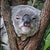 anksiyetik_koala