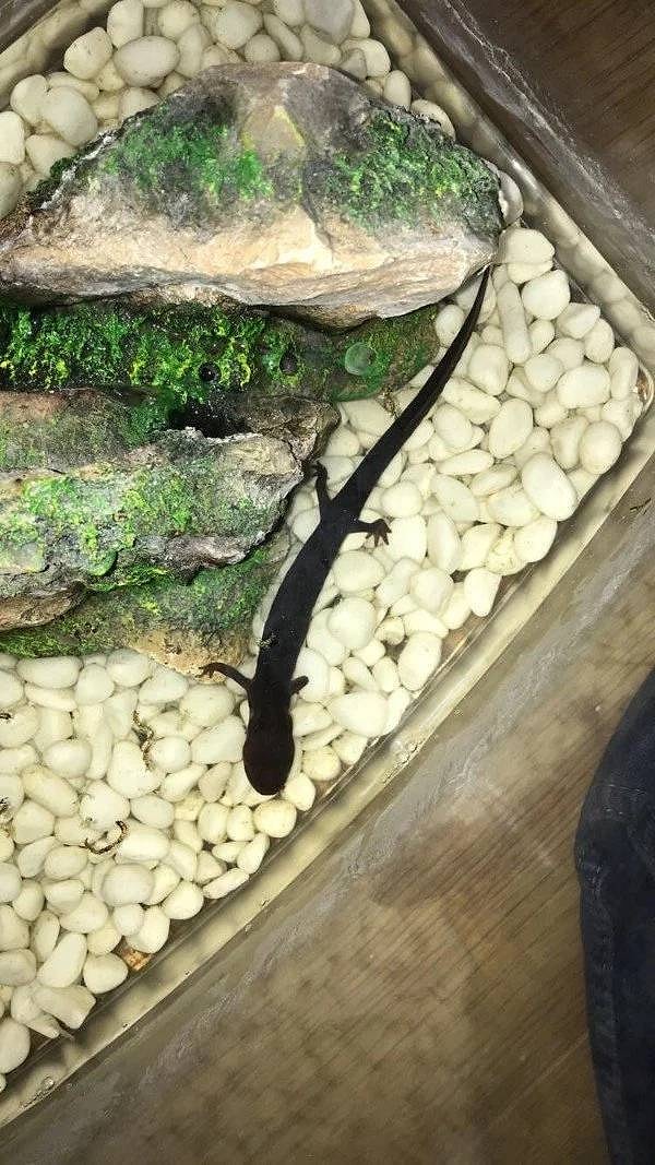 8. Это мой китайский огненнобрюхий домашний тритон. В зоомагазине сказали, что он проживет всего пару годиков... Ему недавно исполнилось 13 лет