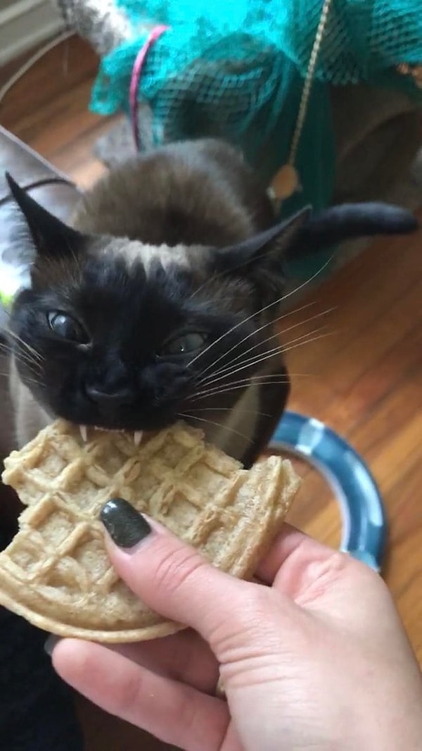 6. "Отдай вафлю!"