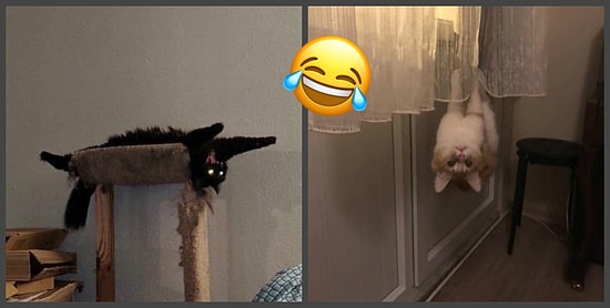 "Мой кот сломался", или Очередные фото странных, но смешных повадок домашних питомцев