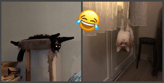 "Мой кот сломался", или Очередные фото странных, но смешных повадок домашних питомцев