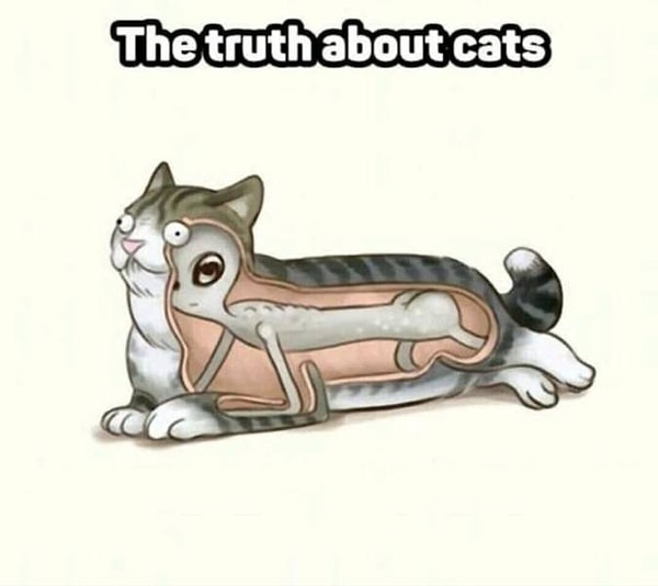 24. Правда о кошках
