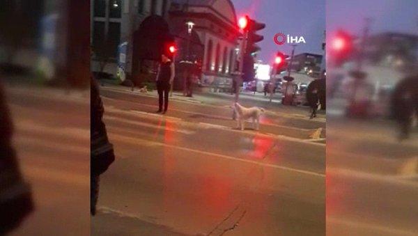 Salih Tozan kavşağı üzerinde yayalara kırmızı ışık yanmasına rağmen, vatandaşların beklemeyip geçtiği ışıklarda bir köpeğin beklemesi görenleri şaşırttı.