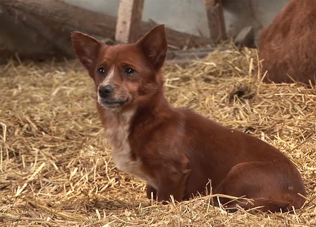 Rookie, enerji dolu küçük bir köpek yavrusu. Her zaman koşmaktan ve oynamaktan hoşlanıyor ve insanları da oldukça çok seviyor.